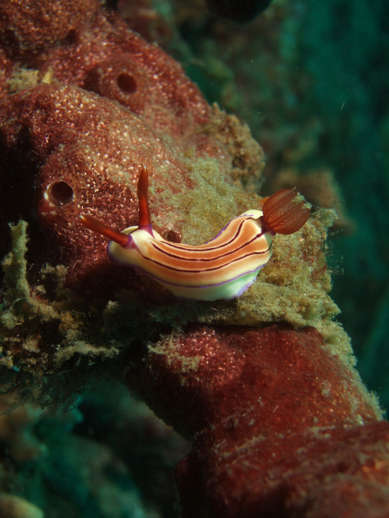 Hypselodoris emma